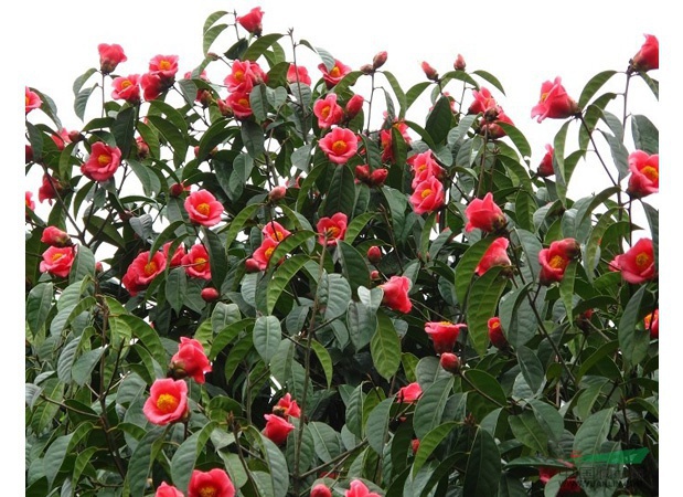 红花油茶