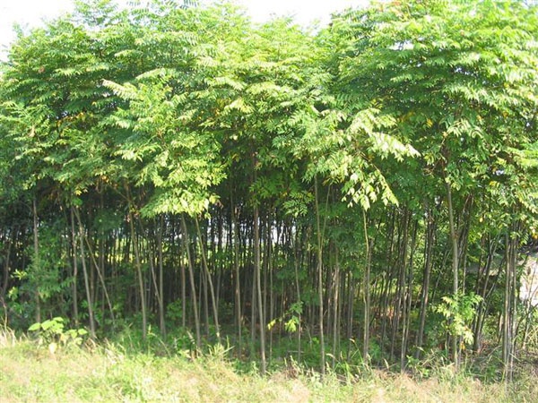 黄栾树
