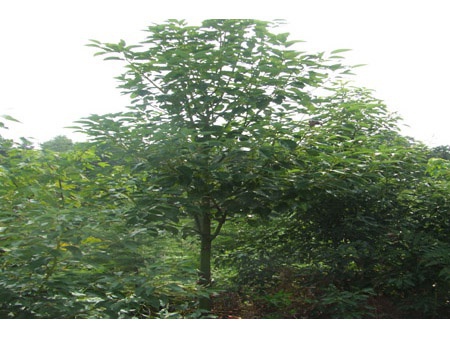香樟