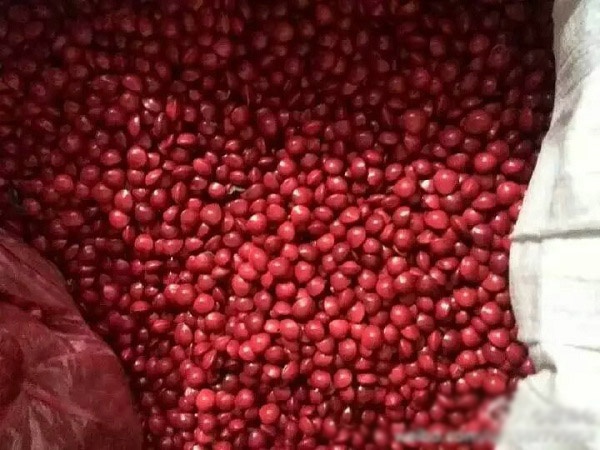 红豆种子