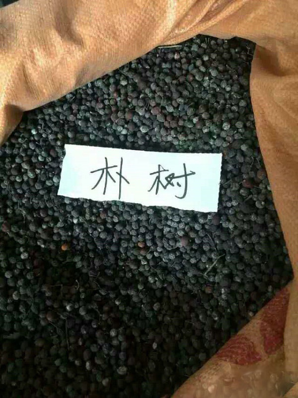 朴树种子