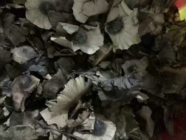 青钱柳种子