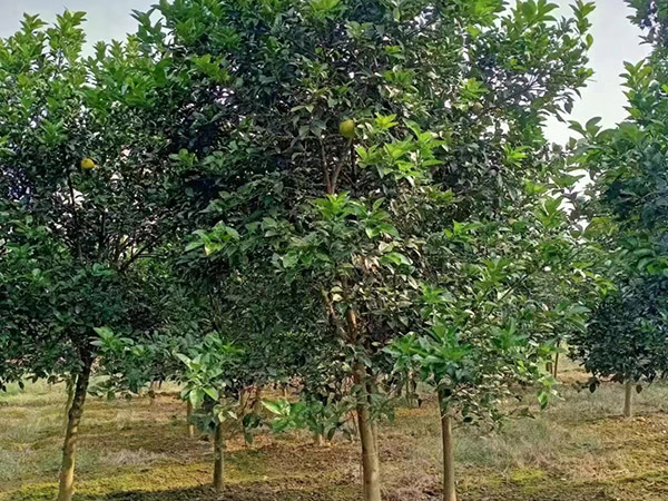 香泡
