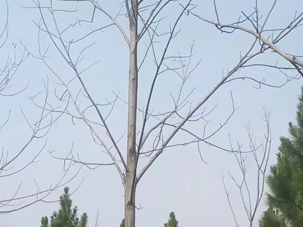马掛木